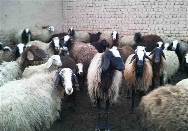 آغاز ارائه خدمات به دامداران بر اساس داده‌های سامانه پهنه‌بندی از شهریور
