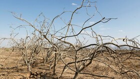 ۲۰ سال خشکسالی و دل خونین پسته کاران
