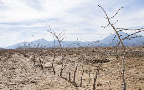 ۲۰ سال خشکسالی و دل خونین پسته کاران