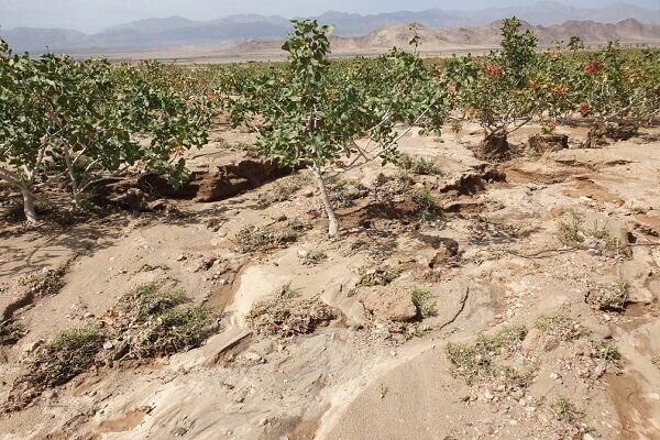 ۲۰ سال خشکسالی و دل خونین پسته کاران