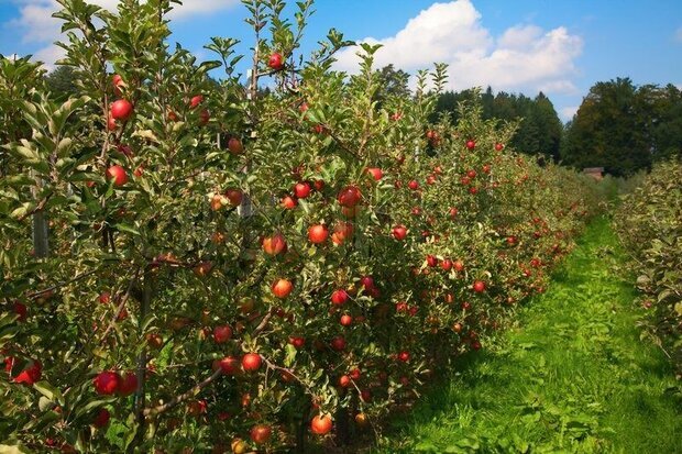 خسارت ۵۰ درصدی خشکسالی و قطعی برق به تولیدات باغی کوهسرخ