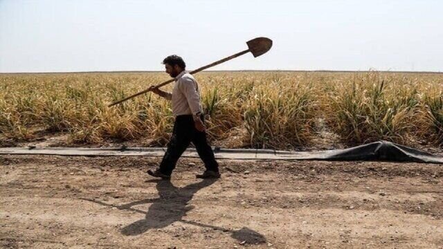 کمبود آب و قطعی برق، کشاورزان را با تنش خشکی ۴۰ درصدی مواجه کرده است