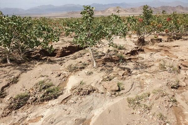 چالش جدیدی که کشاورزی خراسان رضوی را تهدید میکند