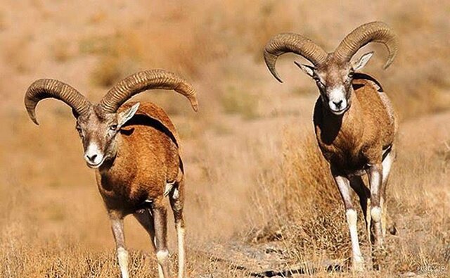 کوهسرخ، زیستگاه نادرترین گونه‌های حیات‌وحش