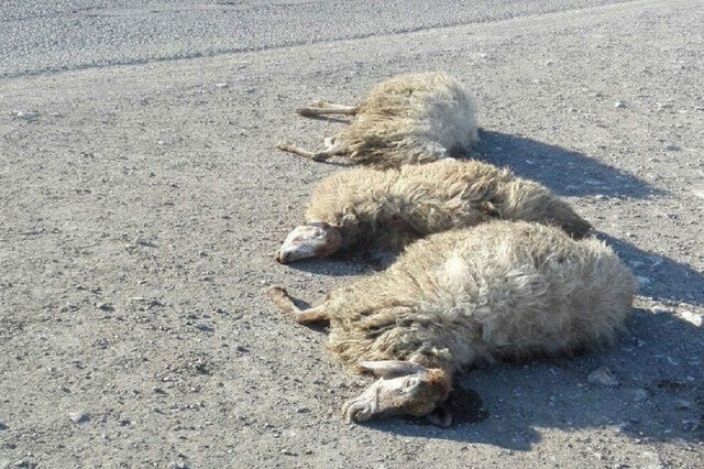 برخورد خودروی سواری با گله گوسفندان