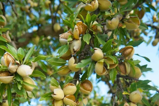 تغییرات اقلیمی، تهدیدی جدی برای بزرگ‌ترین بادامستان شرق ایران