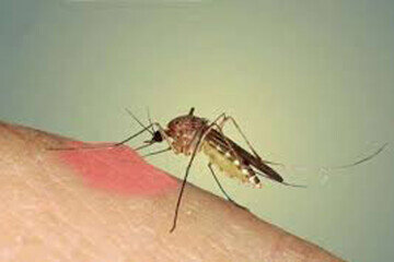 شناسایی ۱۶۰ مورد بیمار مبتلا به سالک در حوزه تحت پوشش دانشگاه علوم پزشکی مشهد