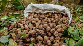 ۵۰ درصد محصول گردو در کوهسرخ دچار سرمازدگی شد