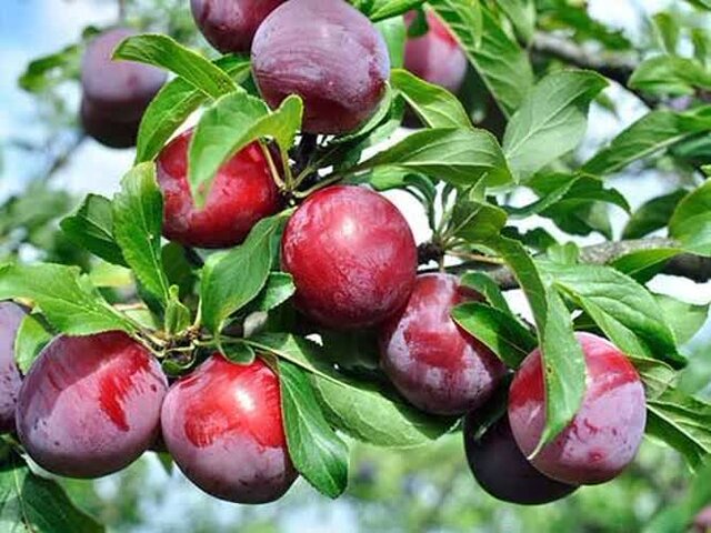 تغییرات اقلیمی همه ساله خسارت‌های بسیاری به بخش کشاورزی وارد می‌کند
