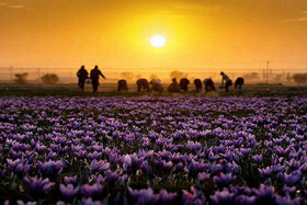 معجزه زعفران در یزد؛ کم آبخواه و پربازده