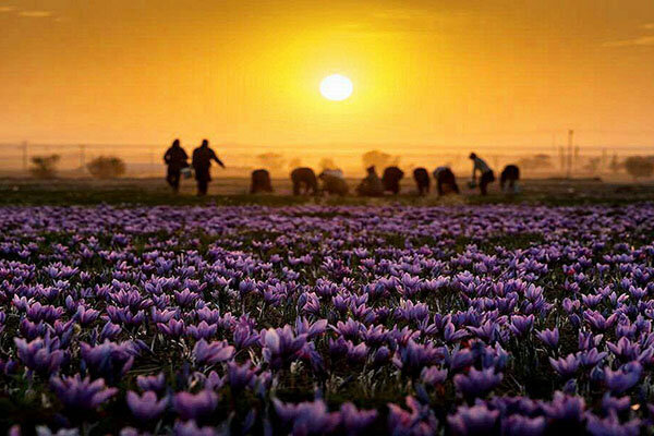 زردی زعفران برای کشاورز، سرخی آن برای دلال