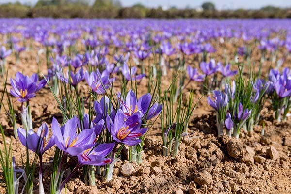 زردی زعفران برای کشاورز، سرخی آن برای دلال