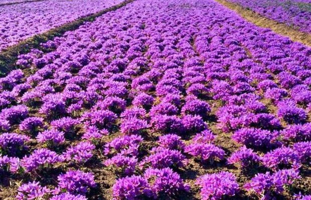 زردی زعفران برای کشاورز، سرخی آن برای دلال