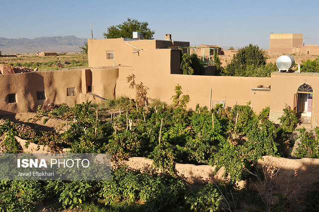 کشف جاذبههای گردشگری کشاورزی در پایتخت انگور و کشمش ایران