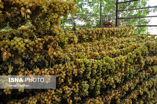 کشف جاذبههای گردشگری کشاورزی در پایتخت انگور و کشمش ایران