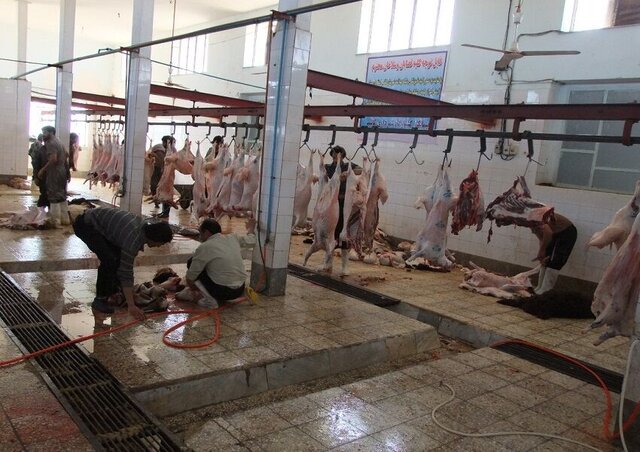 ادامه ذبح غیرقانونی دام در مناطق روستایی به تعطیلی کشتارگاه کاشمر منجر میشود
