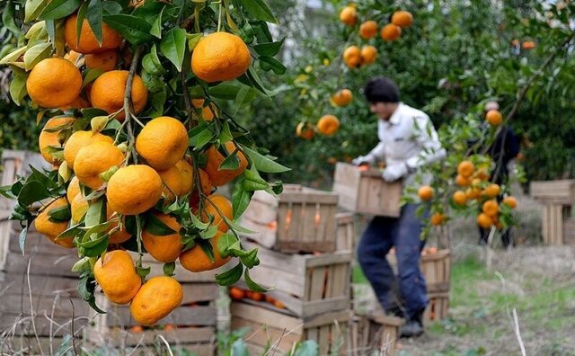 بار سنگین خشکسالی بر دوش باغداران