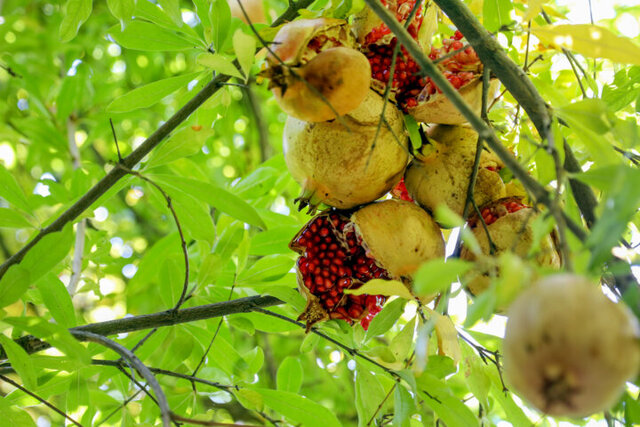 بار سنگین خشکسالی بر دوش باغداران