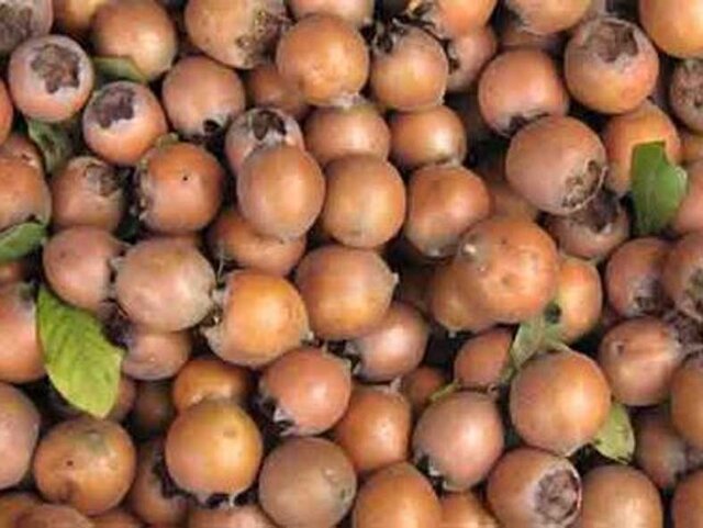 بار سنگین خشکسالی بر دوش باغداران