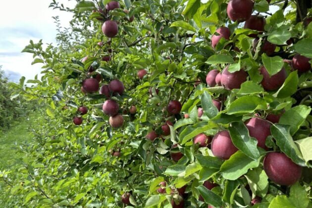 بار سنگین خشکسالی بر دوش باغداران