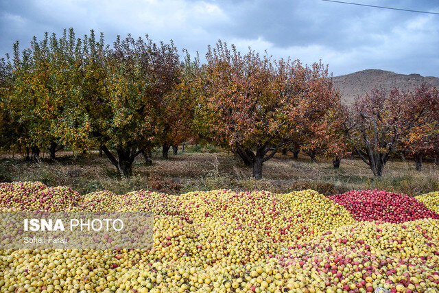 بار سنگین خشکسالی بر دوش باغداران