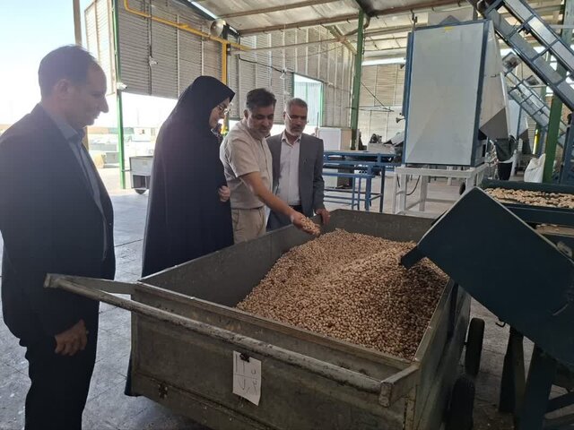 سامانه هوشمند «پیسته»؛ راهحل نوین برای مدیریت بهینه باغات پسته