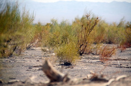«شورای همیاران طبیعت» در سراسر کشور تشکیل میشود