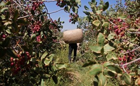 فرماندار: پوکی پسته ۱۵۰۰ میلیارد تومان به باغداران مه‌ولات خسارت زد
