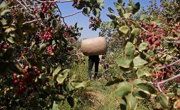 فرماندار: پوکی پسته ۱۵۰۰ میلیارد تومان به باغداران مه‌ولات خسارت زد
