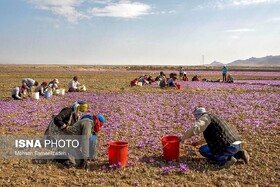 راههای نجات زعفران ایران از عقبماندگی در بازارهای جهانی