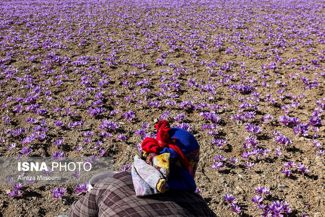 روز ملی زعفران؛ فرصتی هنری برای ثبت و معرفی میراث استراتژیک خراسان