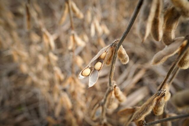 سویای آمریکا به چین نرسید