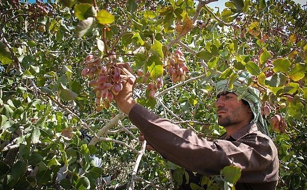تمامی آنچه باغداران و کشاورزان از آن رنج می‌برند