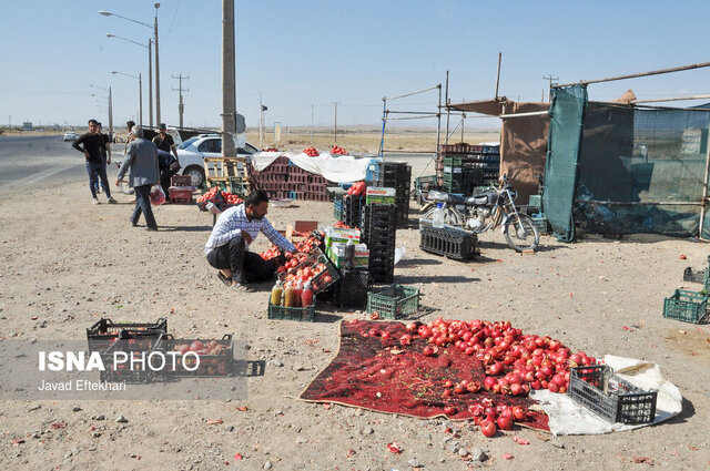 یاقوتهای سرخ؛ تلاش برای بقا در دنیای تغییرات اقلیمی