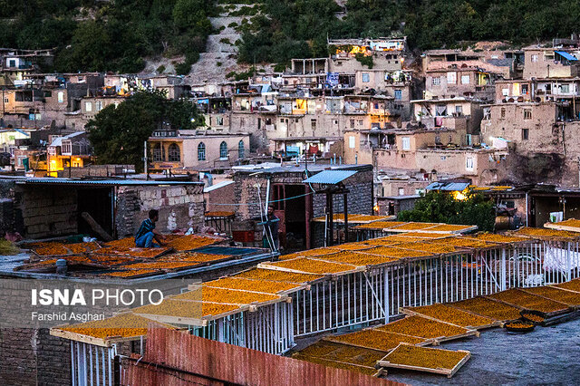 برندینگ؛ قطعه گمشده پازل «آلوی خرو»