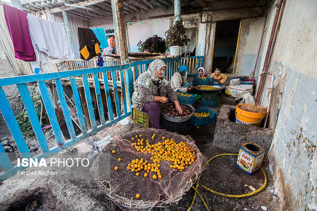 برندینگ؛ قطعه گمشده پازل «آلوی خرو»