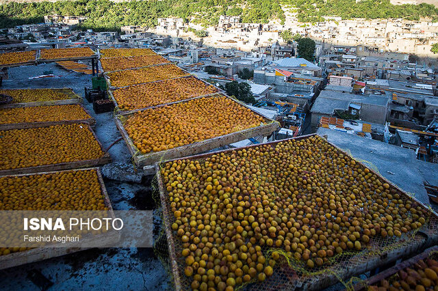 برندینگ؛ قطعه گمشده پازل «آلوی خرو»