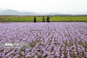 تربت‌حیدریه؛ مقصد جدید گردشگری زعفران در ایران