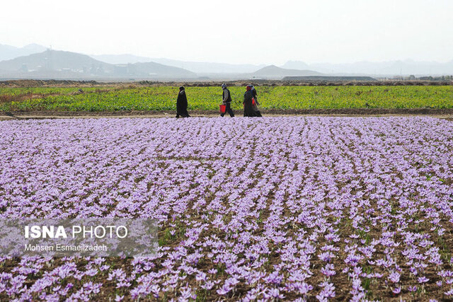 تربت‌حیدریه؛ مقصد جدید گردشگری زعفران در ایران
