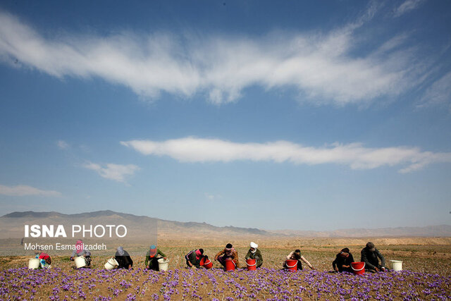 تربتحیدریه؛ مقصد جدید گردشگری زعفران در ایران
