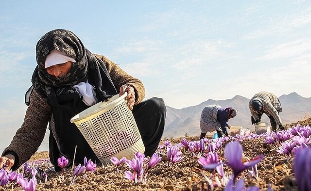تربت‌حیدریه؛ مقصد جدید گردشگری زعفران در ایران