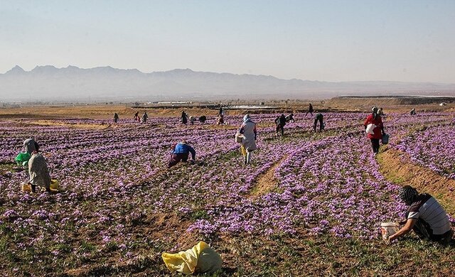 تربتحیدریه؛ مقصد جدید گردشگری زعفران در ایران