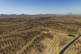 ضرورت اتخاذ رویکرد علمی برای بهبود وضعیت بزرگترین بادامستان دیم شرق کشور