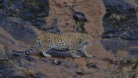 ثبت پلنگ ایرانی گواهی بر غنای زیستگاه منطقه حیات‌وحش کوهسرخ