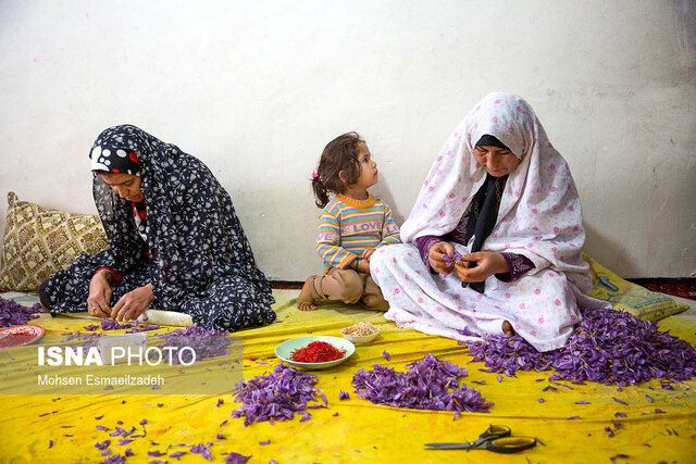 گیاهی که به زندگی اجتماعی مردم سِقی پیوند ‌خورد