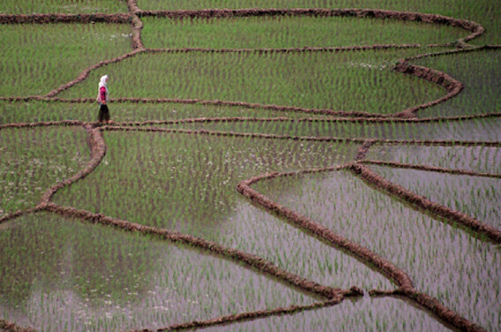 شالیزار، ناقوس مرگ منابع آب
