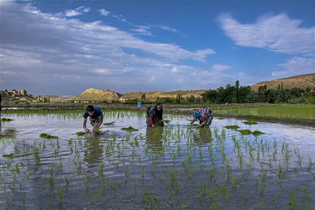 شالیزار، ناقوس مرگ منابع آب