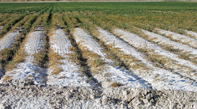 ۳۰ هزار هکتار از اراضی کشاورزی تربت‌حیدریه در معرض خطر شوری