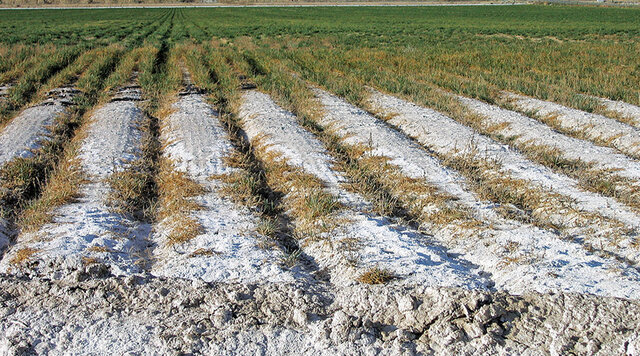 ۳۰ هزار هکتار از اراضی کشاورزی تربت‌حیدریه در معرض خطر شوری