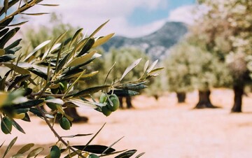 روزی برای ادای احترام به نماد صلح